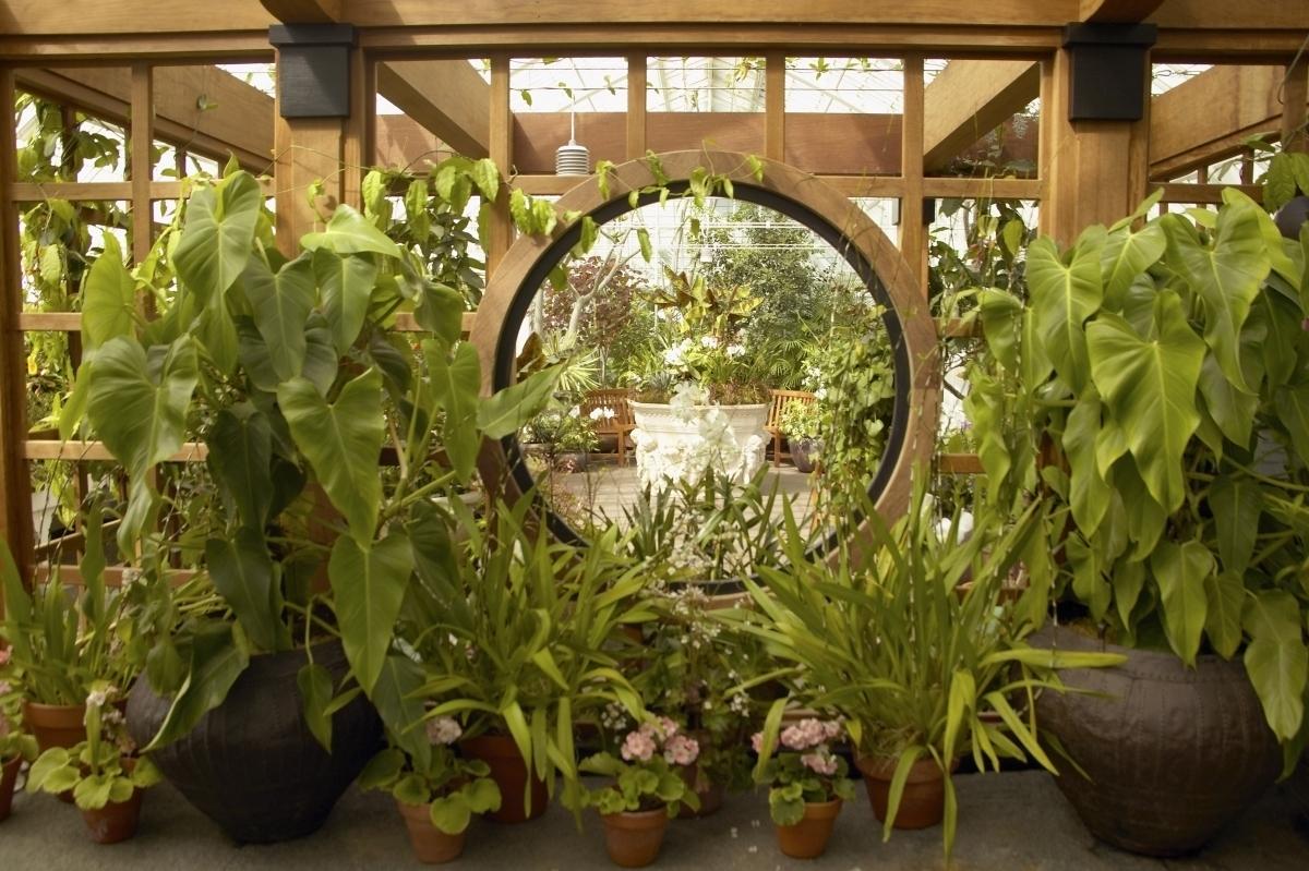 various philodendron plants in a nursery