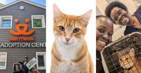 Three images of cat adopted by Lupita Nyong'o