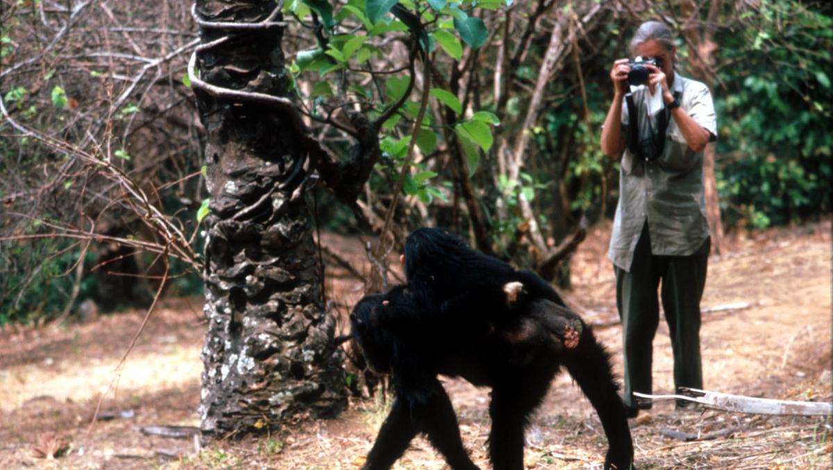 An old photo of a chimpanzee walking in the forest while Jane Goodall stands in the back holding up a camera. 