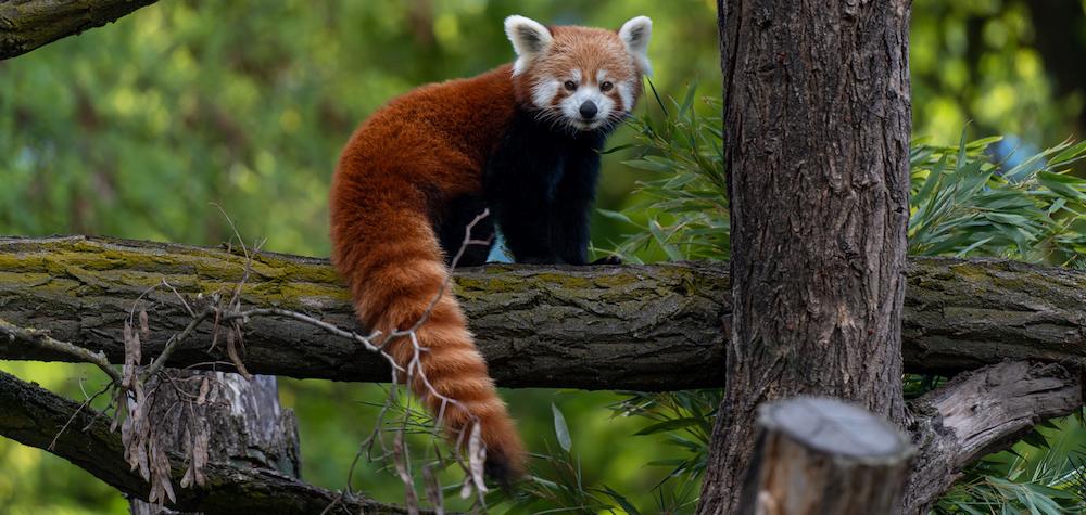 Are Red Pandas Dangerous? A Look at Their Behavior