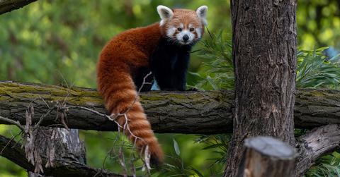 A red panda in a tree.