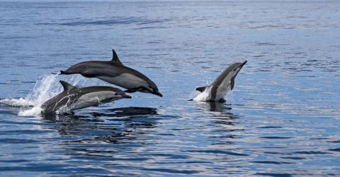 dolphin whale porpoise captivity canada