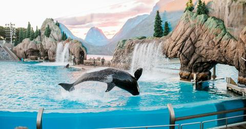 An orca breaches the water while being held captive at SeaWorld