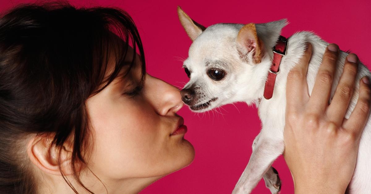 A woman snuggling her Chihuahua.