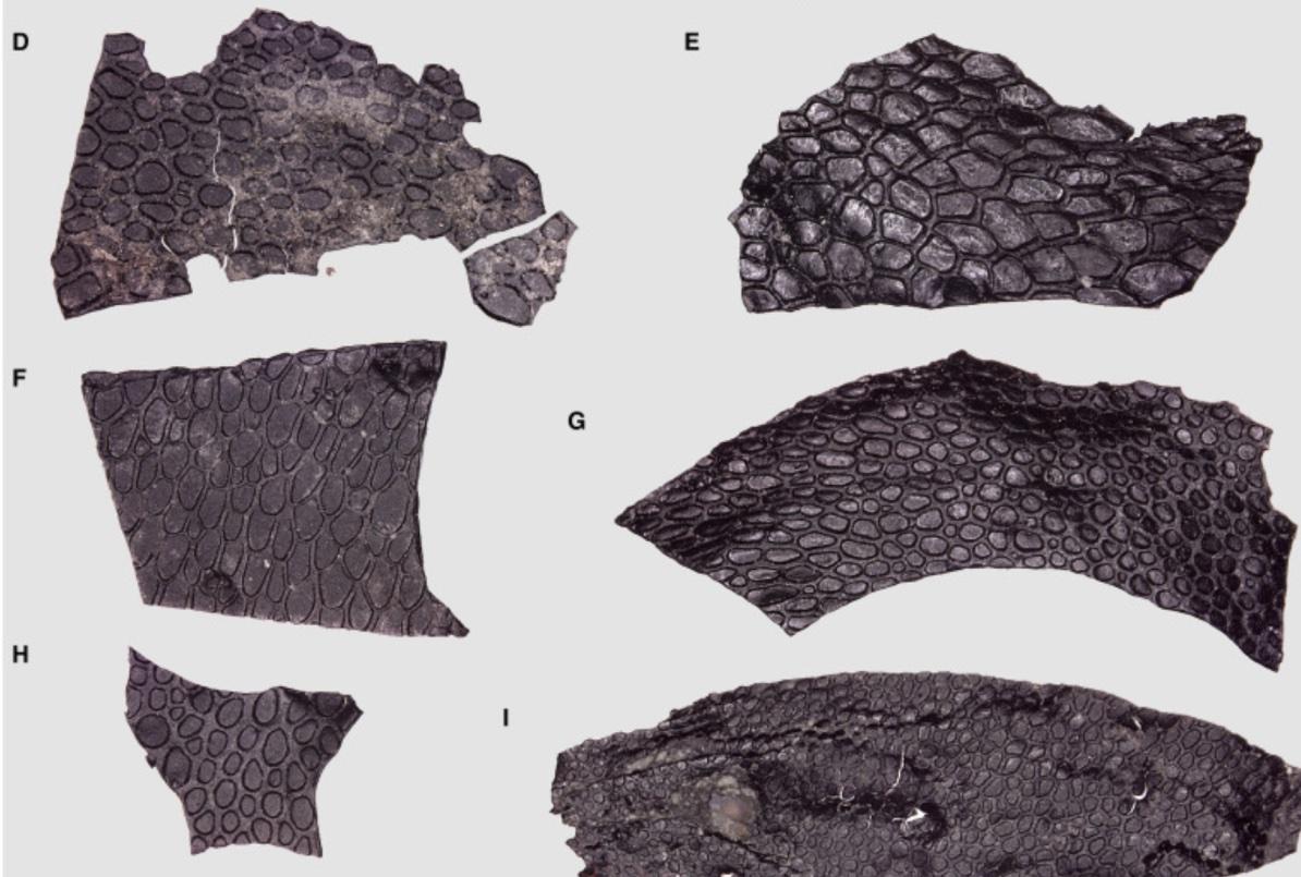 Multiple views of fossilized skin found in a cave in Oklahoma by paleontologists.