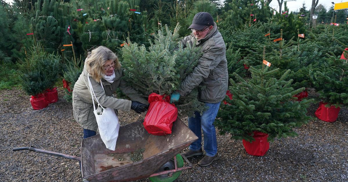 live potted christmas trees home depot