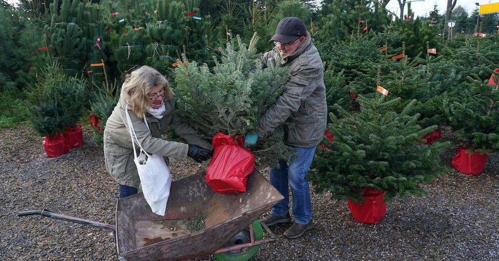 Are Real or Artificial Christmas Trees Better for the Environment? Try