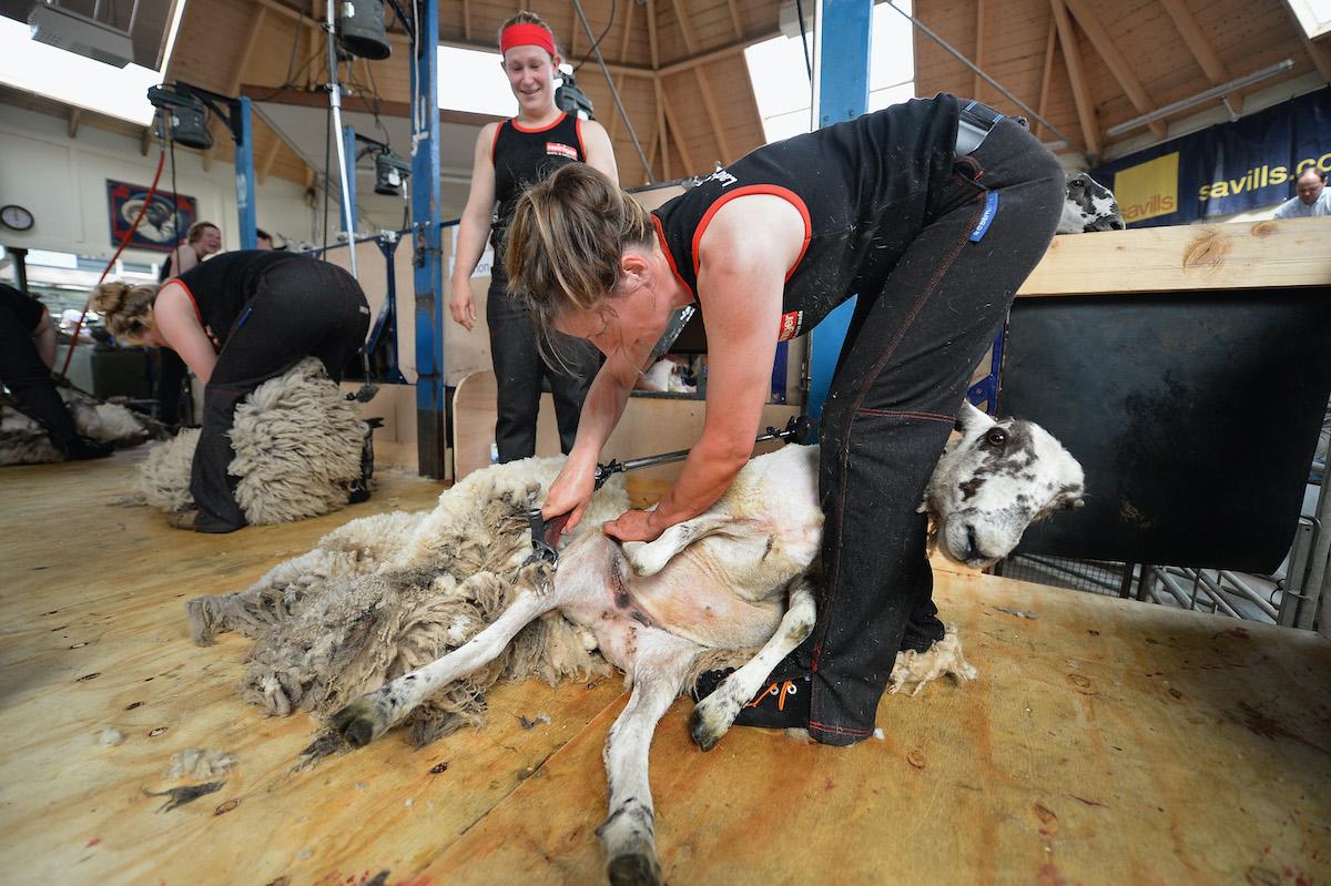 People shear sheep.