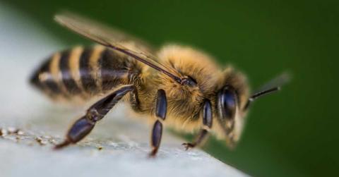 Macro photography of a bee. (Representative Image Source: Pexels | David Hablutzel)