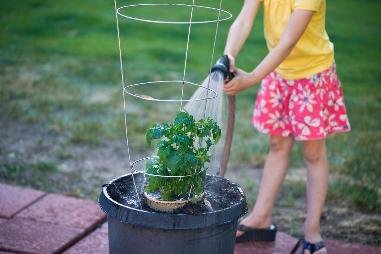 yellow tomato leaves watering