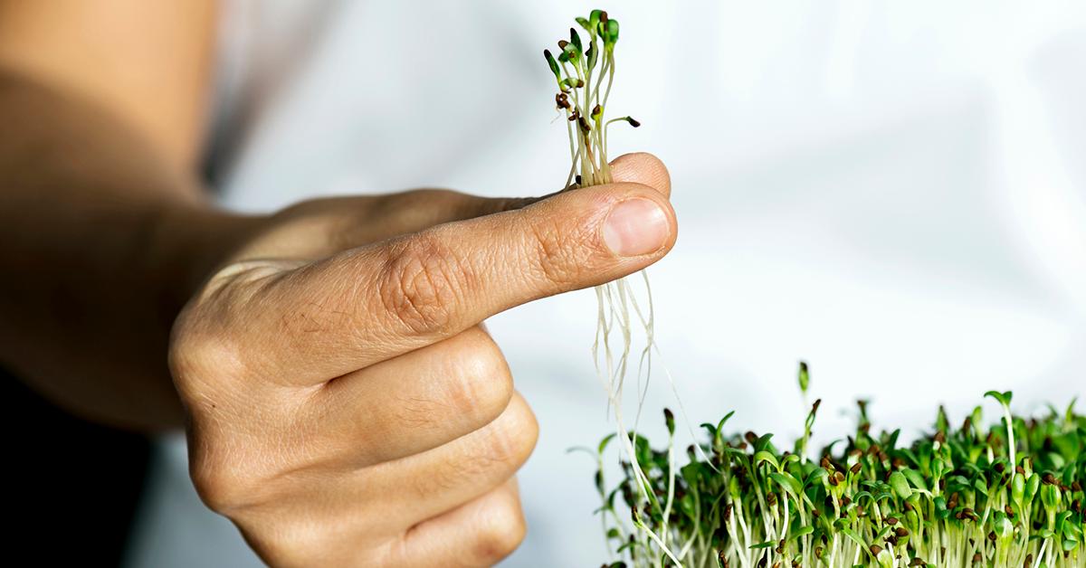 Small black scissor for cutting and harvesting sprouts and microgreens