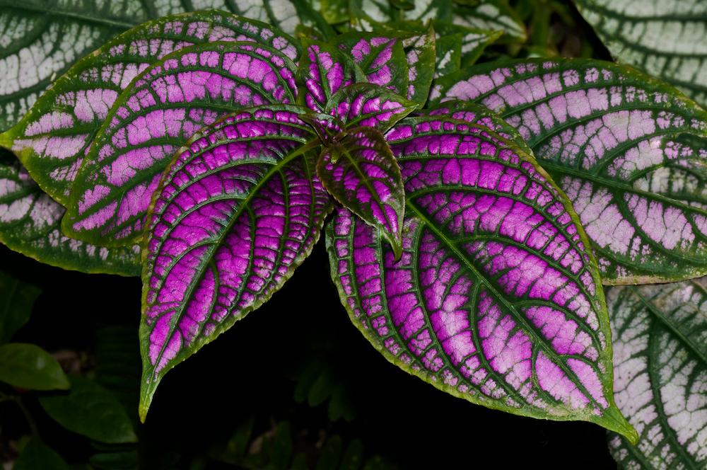 Purple persian shield plant. 