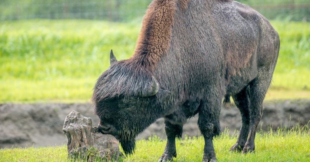 9 Animals That Start With Wood in Their Names