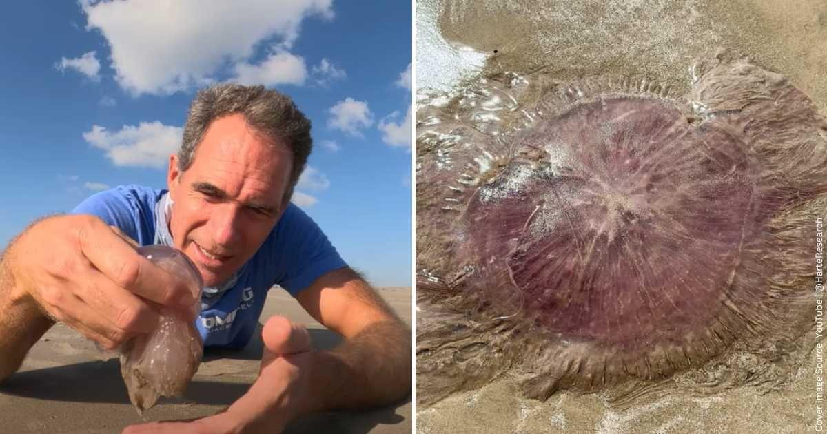 Researcher finds 'pink meanie' jellyfish while beachcombing on a Texas coast. (Cover Image Source: YouTube | @HarteResearch)