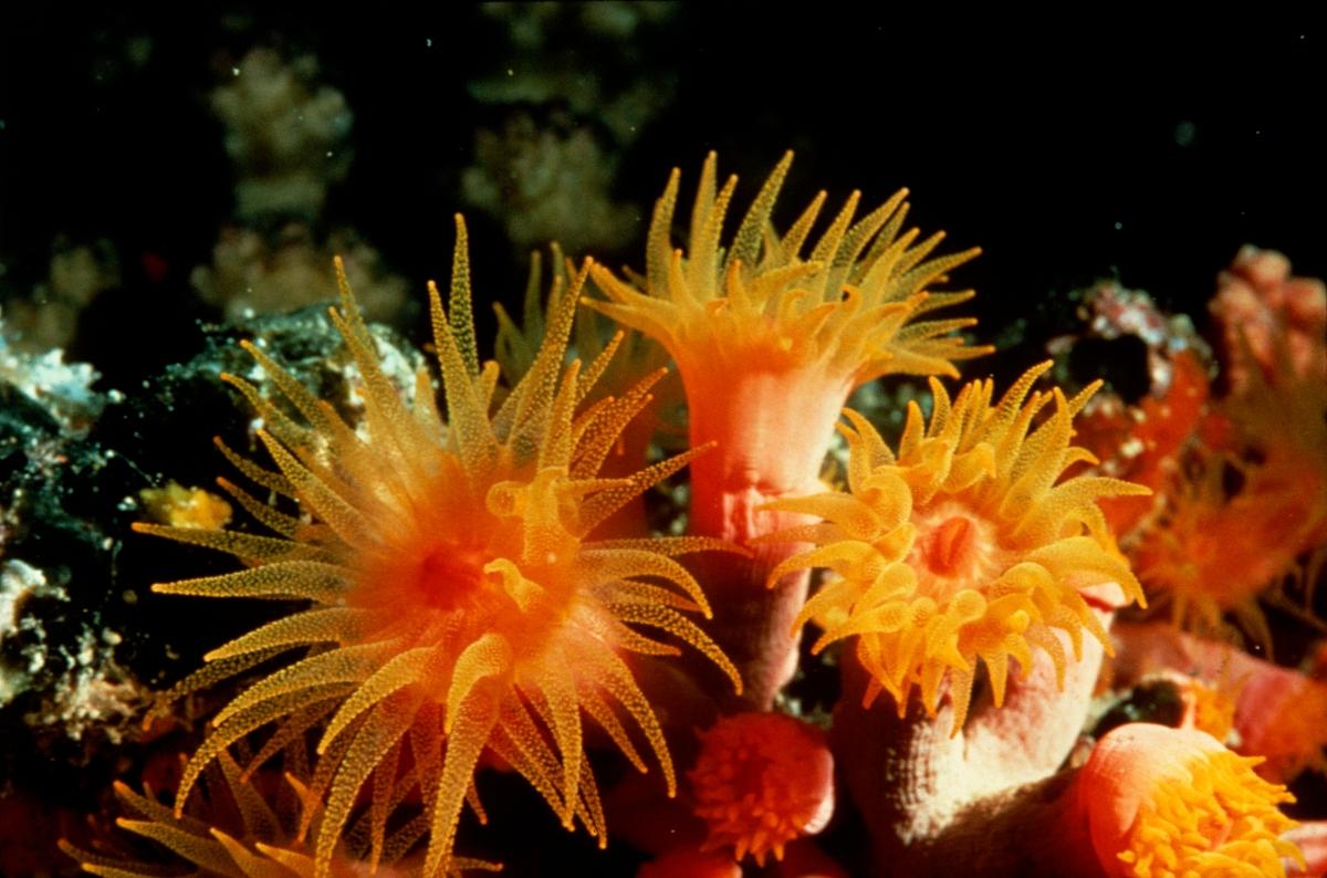 orange sea anemone