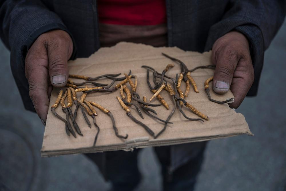 Cordyceps