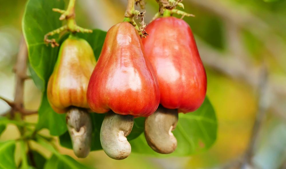 Cashew apples hanging from a branch. 