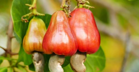 Cashew apples hanging from a branch.