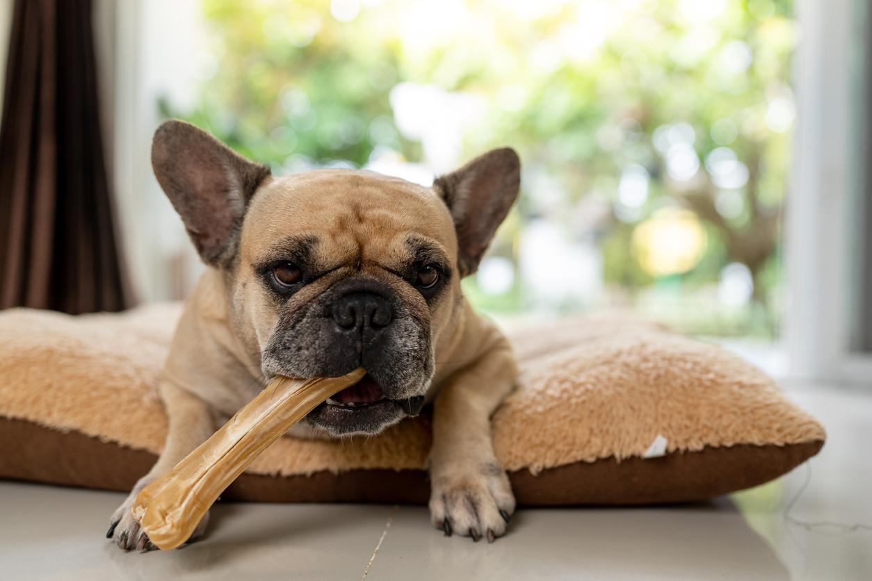 are rawhides bad for dog