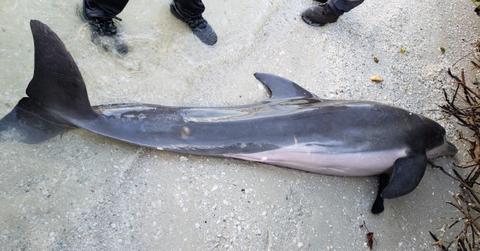 bottlenose dolphin florida