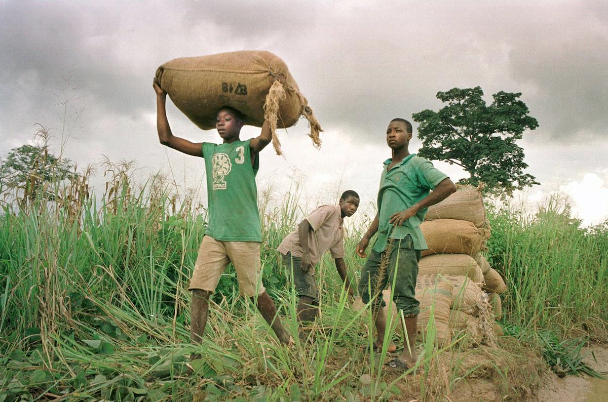 Three young men carrying sacks of cocoa. 