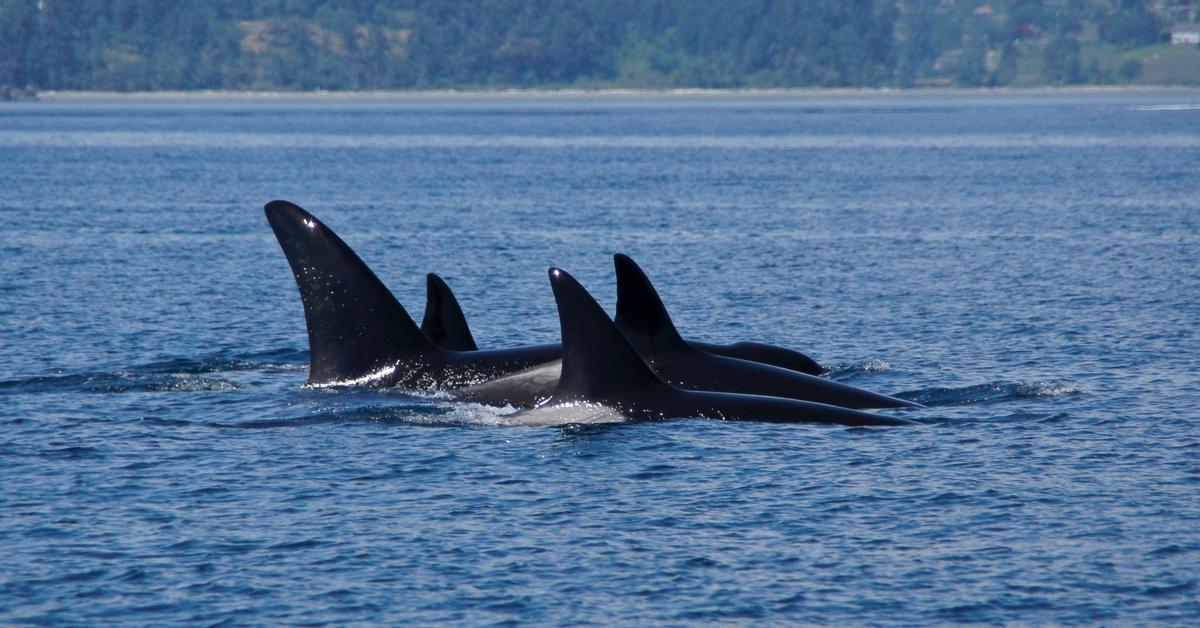 Pod of killer whales swimming in the ocean.