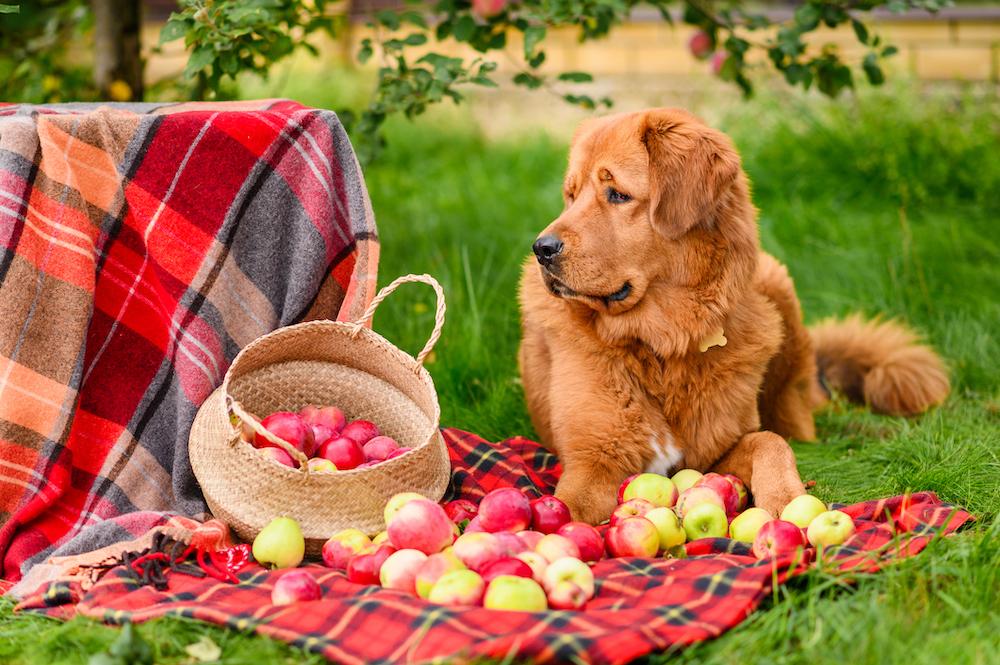 A big dog sitting on a blanket outside next to apples. 