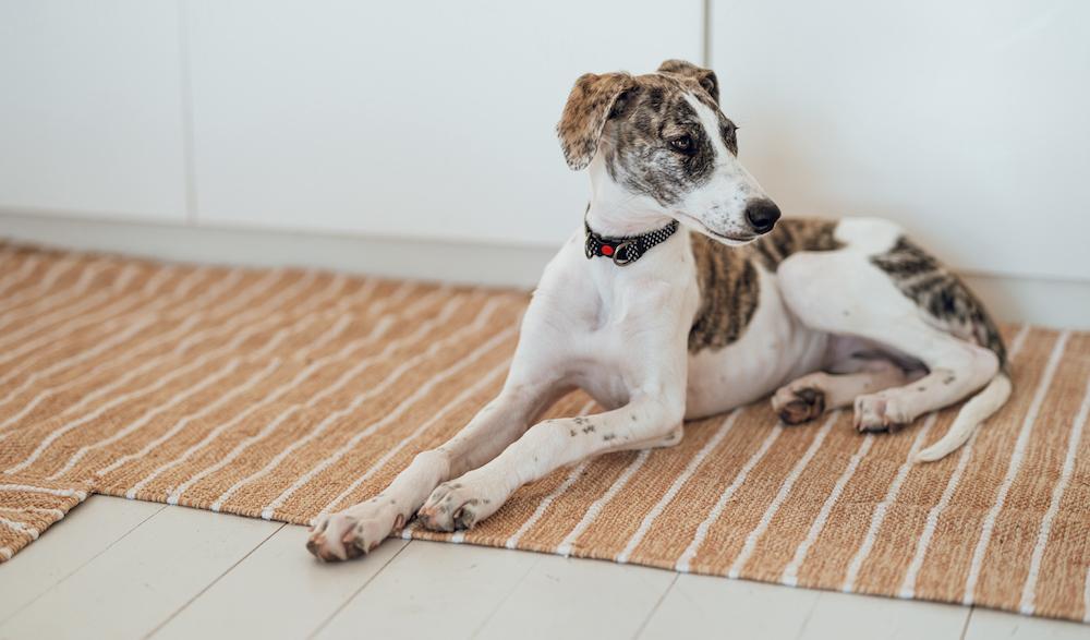 A Lurcher sitting on a rug on a white floor. 