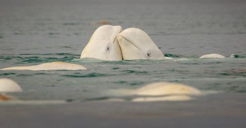 Two beluga lovers rubbing their bodies half-submerged in ocean (Representative Image Source: Getty Images | David Merron Photography)