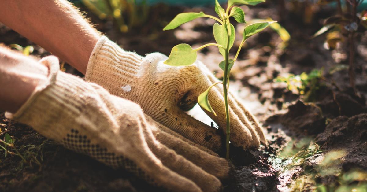 farmer hands take care and protect young little sprout plant in the picture id