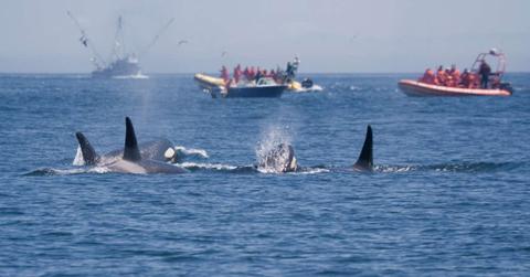 People on boats watch killer whales attacking their prey in the ocean. (Representative Cover Image Source: Getty Images | Lilly3)
