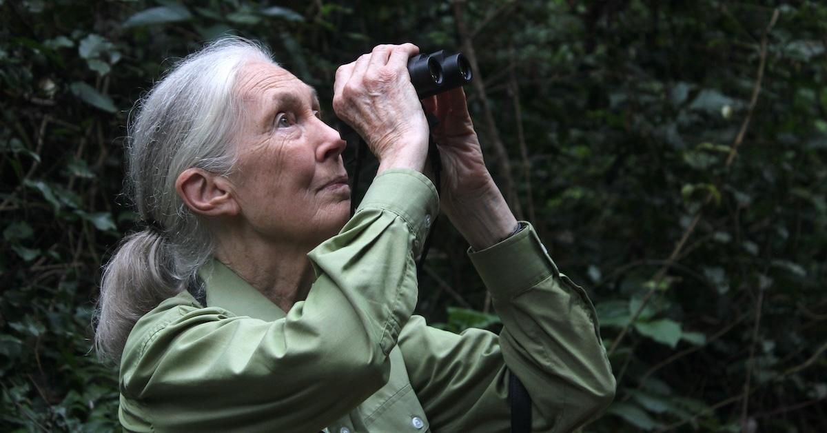 Jane Goodall looks through binoculars in a forest.