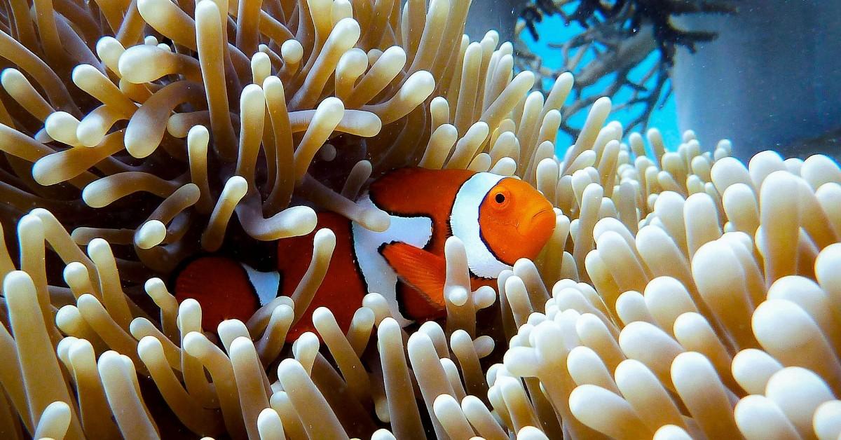 A clown fish is partially hidden in a white anomie