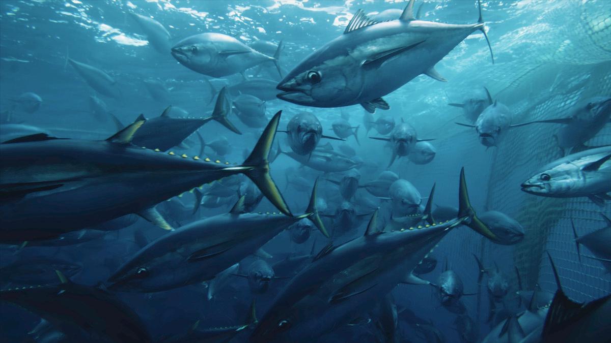 ‘Seaspiracy’ Facts From Netflix's Fishing Industry Documentary