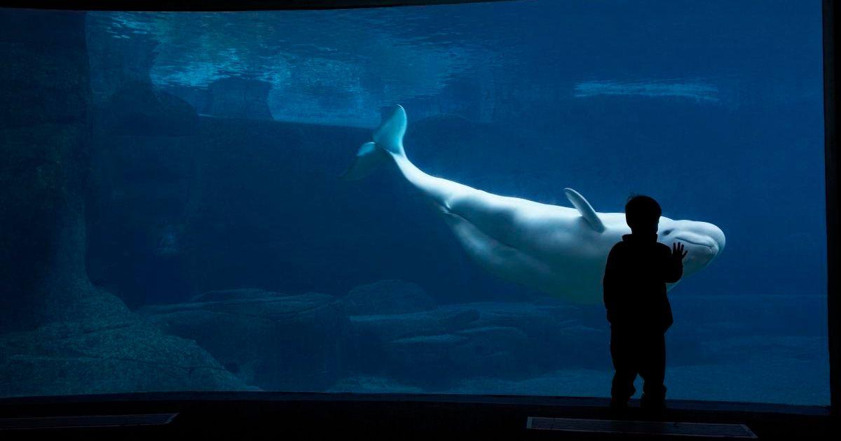A child watches a white beluga whale through aquarium glass. (Cover Image Source: Getty Images | Noel Hendrickson)