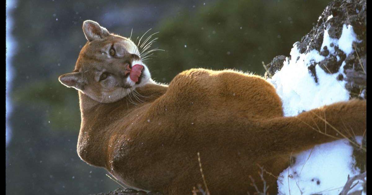 Mountain lion in a forest with its tongue out (Representative Cover Image Source: Getty Images | Darrell Gulin)
