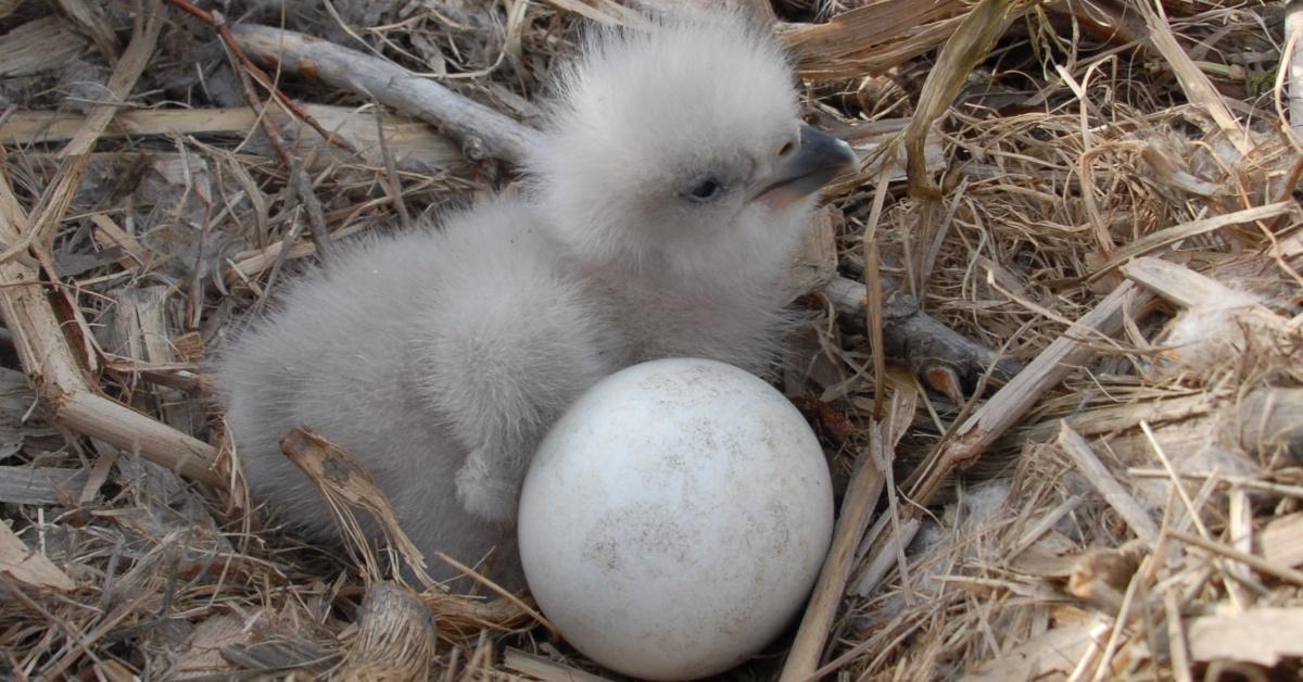 Eaglet in nest with egg. 