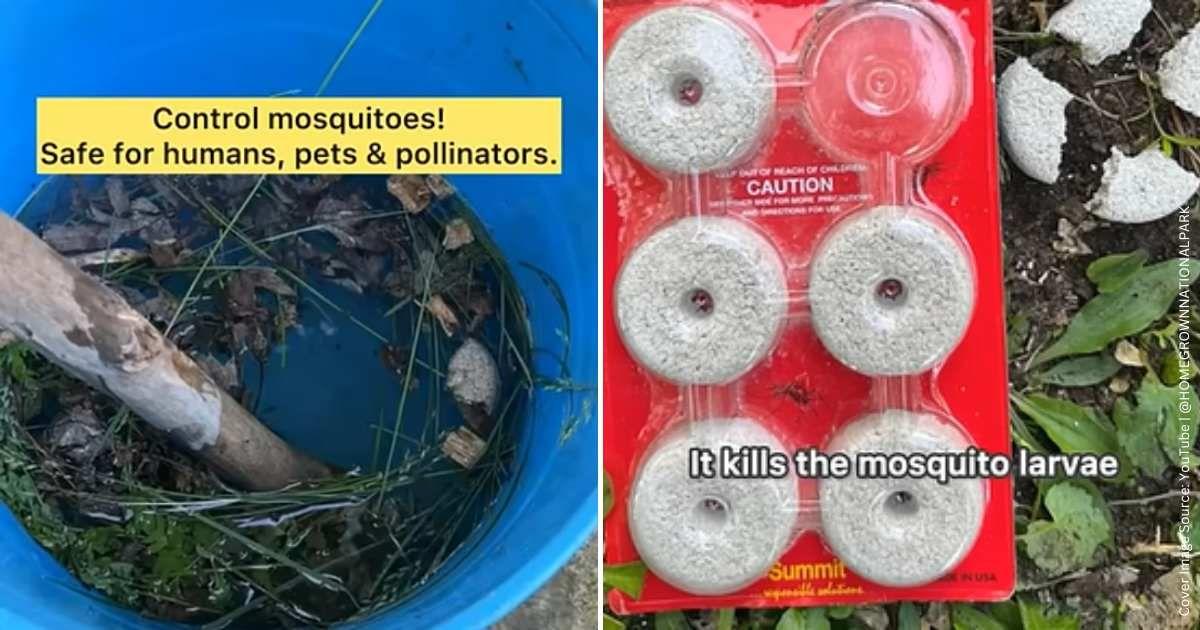 A gardener is showing the mosquito bucket of doom and a pack of mosquito dunks. (Cover Image Source: YouTube | @HOMEGROWNNATIONALPARK)