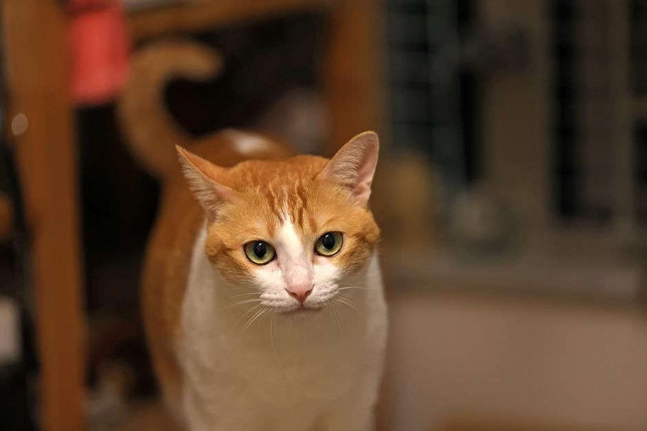 An orange and white cat looks at the camera. 