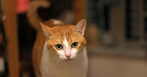 An orange and white cat looks at the camera.