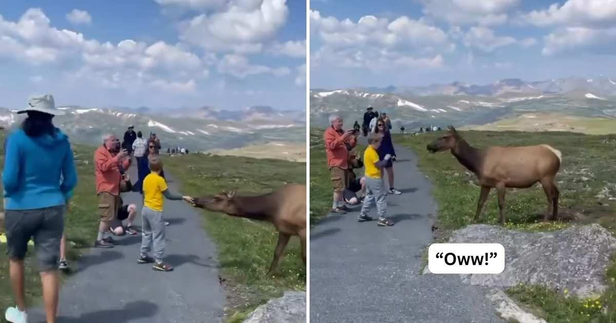 A boy tries to feed an elk and gets bitten by it while his parents capture the scene on their cameras (Cover Image Source: Instagram | @touronsofnationalparks)