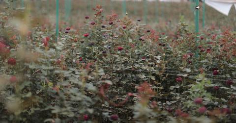 How to deadhead different flowers