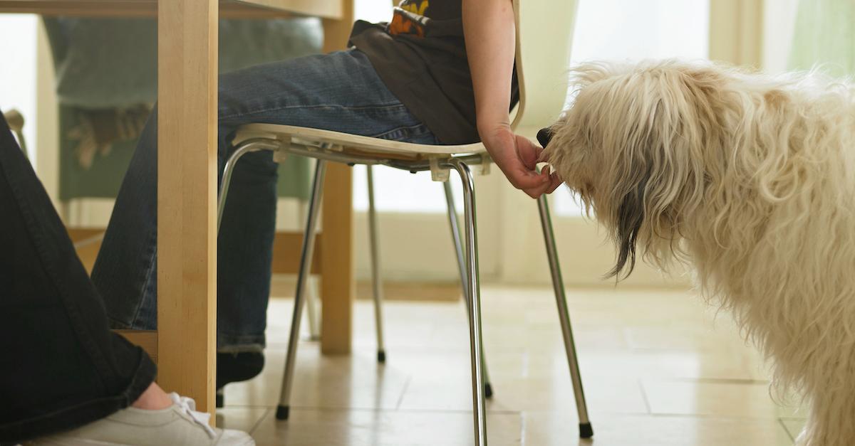 Dog Food Table