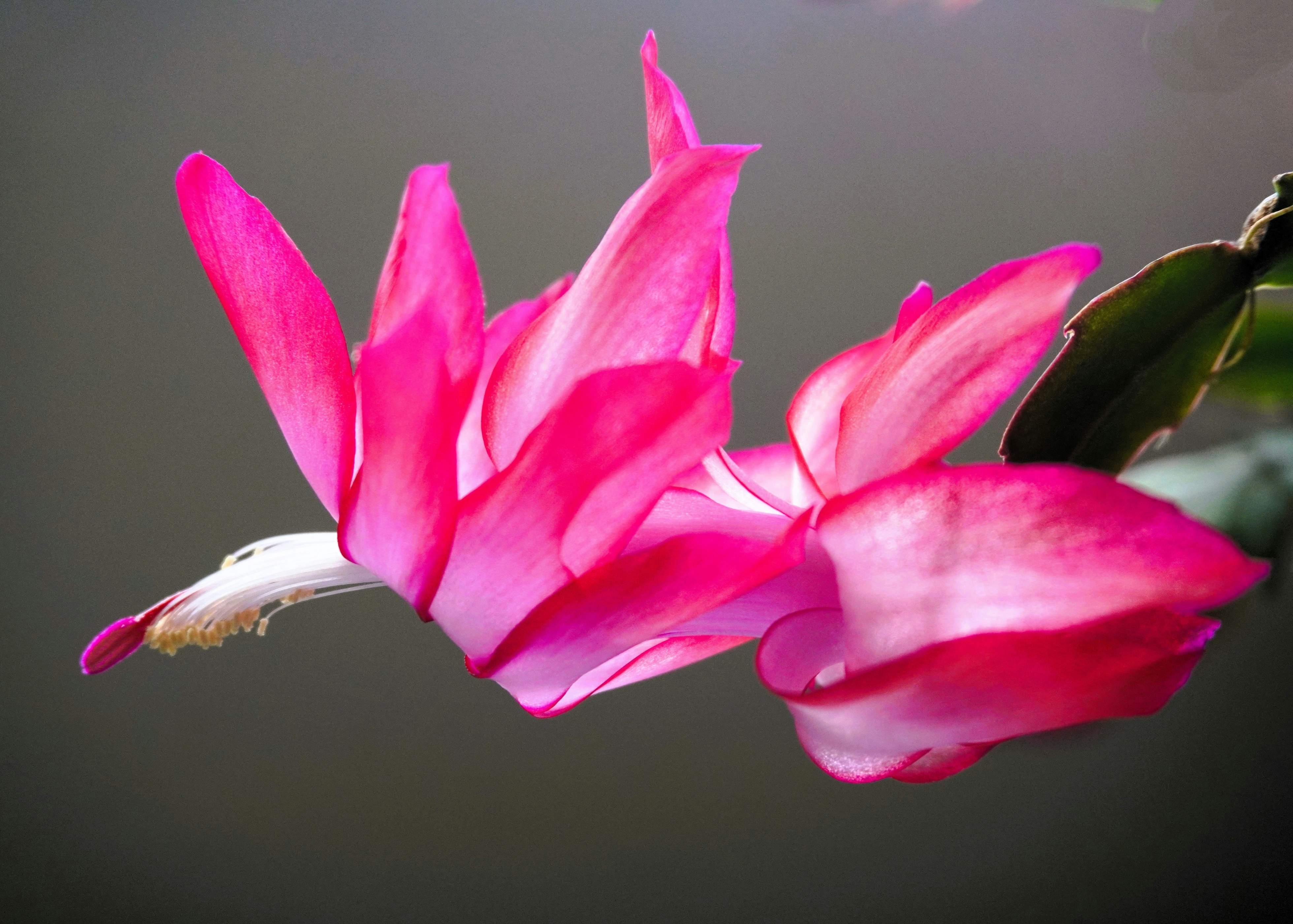 A pink Christmas Cactus is pictured close up.