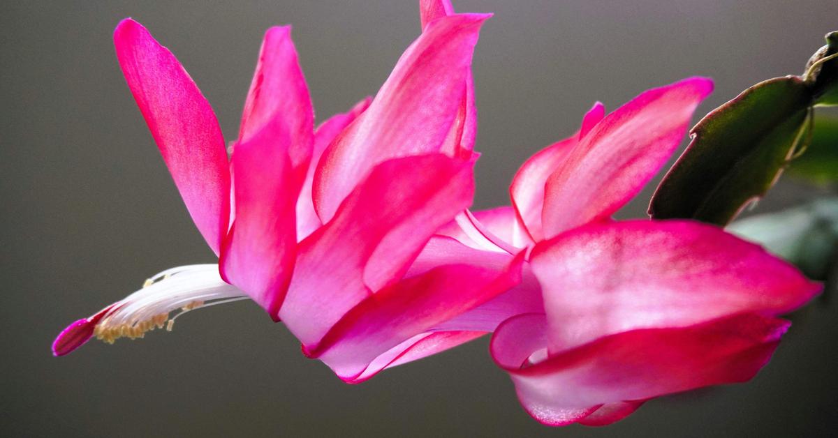 are-christmas-cactus-plants-poisonous-to-cats-and-dogs
