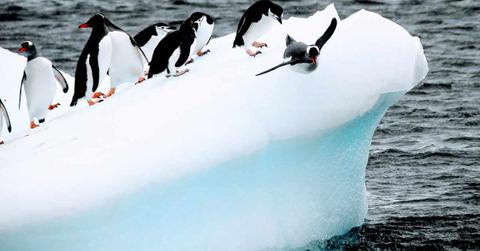A penguin jumps off of an iceberg while its flock remains on top. (Representative Image Source: Pixabay | Seven Seas Sailing)