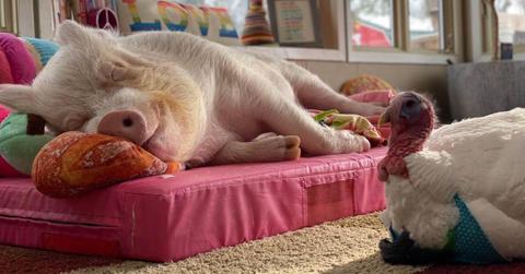 Photo of Esther the Wonder Pig laying down with turkey companion.