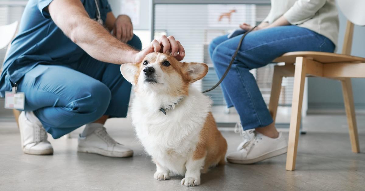 Corgi dog enjoying cuddle of vet doctor sitting on floor in front of pet parent 