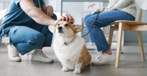 Corgi dog enjoying cuddle of vet doctor sitting on floor in front of pet parent