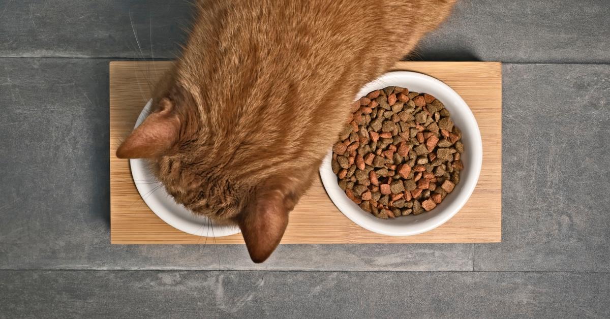 Ginger cat leans over to eat from food bowl.